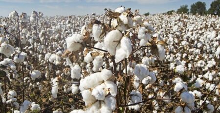 pakistan-cotton-industry
